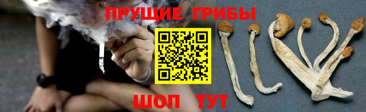 Галлюциногенные грибы мицелий  Вязники  Галлюциногенные грибы Psilocybe 